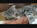 ちくわと戦う猫