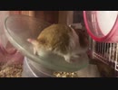 回し車で遊ぶゴルハム(スロー)