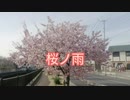 河津桜×桜ノ雨×初音ミク