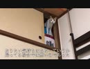 オス三毛猫、面倒くさい事態を巻き起こす