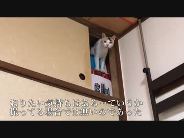 オス三毛猫、面倒くさい事態を巻き起こす