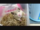 ハムスター　キンクマ　可愛いね
