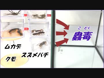 スズメバチ・ムカデ・クモの本格的な「蟲毒」を再現してみたら、想像を超える結果になった。