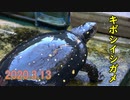 我が家の亀　2020.3.13