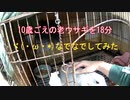 【リョウズ休憩】10歳ごえの老ウサギを18分なでなでしてみた