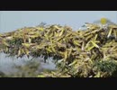 イナゴ国家にイナゴの大群が