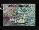 野鳥を探せ02（4羽見つけられたら凄い）解答編