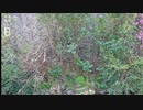 野鳥を探せ03ジョウビタキ♂【解答編】