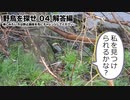 野鳥を探せ04 アオジ *激ムズ