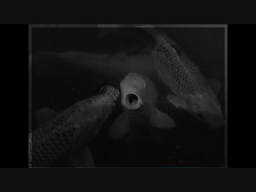ペットと一緒に羊の水実況プレイ Part5
