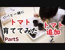 【パパと一緒に】トマト育ててみた part5【追加トマトとエンドウ】