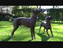 毛のないメキシコ伝統犬「ショロイツクインツレ」、ヒップスター時代に人気再燃
