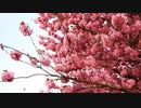 March / Emily Bindiger(Yuki Kajiura)【Cover by Rikoris（a cappella）】