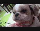 【アル】うちの毛玉【祝6歳】