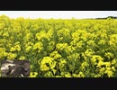 酒井格作曲【春のエチュード】をマンドリンで。