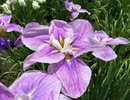 《無縁坂／さだまさし》を歌ってみた✧