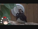ゆっくりあやのバード放浪記　#1　松江フォーゲルパーク