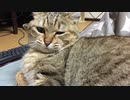 眠れないタタルさん　＃155