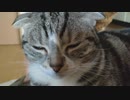 眠いから撫でろと怒る猫