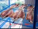 のまさんち「シマいリスの手作り食材♪　あじの開き（干物）」