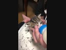 猫動画＃20