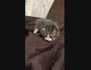 猫動画＃21