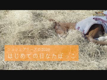 シュシュブリーズの2020初めての日なたぼっこ