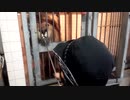 【恐怖！】＜南紀白浜アドベンチャーワールド＞ライオンのエサやりをしたり雄ライオンの唸り声を聞くあい♥Lion 　お出かけ　テーマパーク