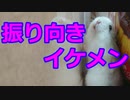 『ハムスターの超かわいい瞬間撮ったった』の巻 I could take a very cute moment of hamster. #23【ハムスター物語】