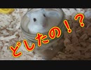 『引きこもりハムスター』の巻 couch potato Hamster. #25【ハムスター物語】