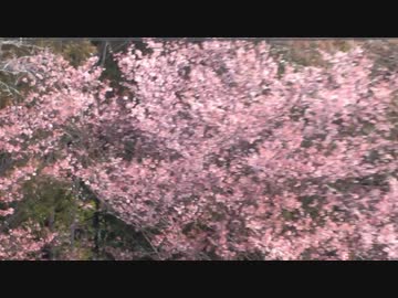 早咲きの桜2020年3月-1