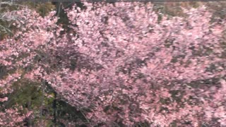 早咲きの桜2020年3月-1