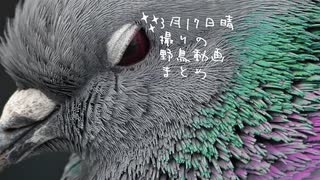 今日撮り野鳥動画まとめ3月17日