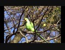 【野鳥】石神井公園で活動する｢野生化したインコとカワセミ｣