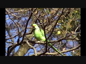 【野鳥】石神井公園で活動する｢野生化したインコとカワセミ｣