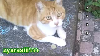 猫じゃらし～!!……な猫。。