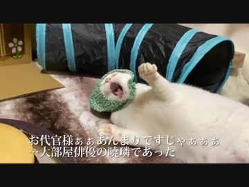 オッドアイの白たぬき(猫)、七変化を見せる