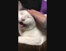 猫動画＃22