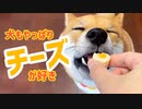 【魅惑のおやつタイム】はじめてのチーズおやつにご満悦の柴犬ももっぷ