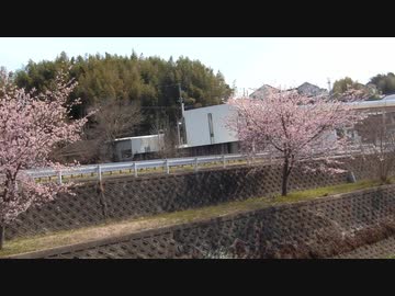 早咲きの桜2020年3月-2