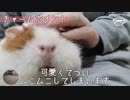 【モルモット動画】うちのテディモルモットはこんなにもっちり可愛い