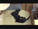 【癒し】安全靴に入ろうとするが・・・
