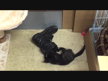 【癒し】安全靴に入ろうとするが・・・