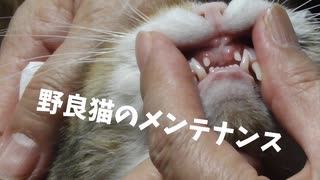 野良猫の歯はどうなってるのかみてみた結果！