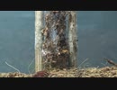 ［閲覧注意!!］再編集　ジグモにゴキブリを食べさせてみた。（Atypus karschi)