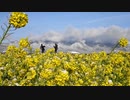 比良山と菜の花