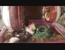 ハムスターのあくび