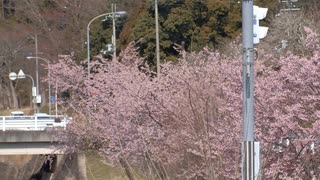 早咲きの桜2020年3月-3