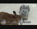 【うさぎ動画】うちのふたりは仲良し可愛い