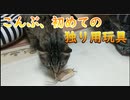 猫かぶったヤツに玩具を与えてみたら